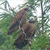 Black-collared Hawk